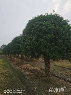 冠幅5厘米桂花球