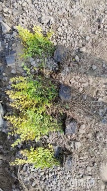 大杯苗亮晶女贞小苗