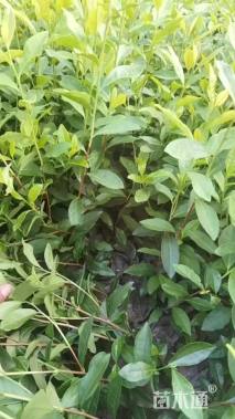 高度40厘米茶树