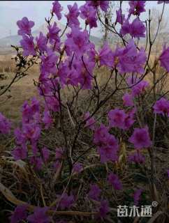 高度95厘米映山红