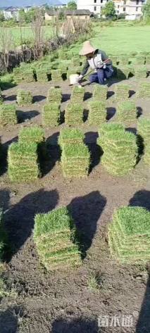 草块状马尼拉草