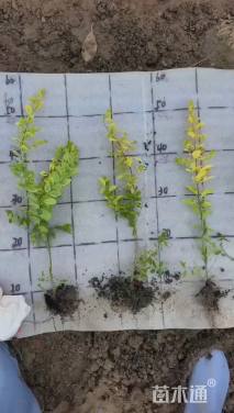 地栽苗亮晶女贞小苗