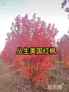 高度300厘米丛生美国红枫
