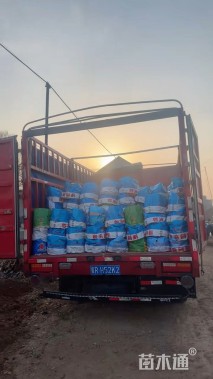 高度40厘米垂筒花