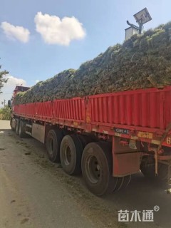 草块状百慕大草