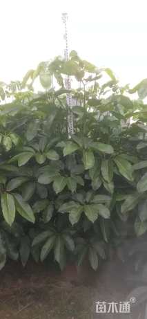 高度160厘米澳洲鸭脚木