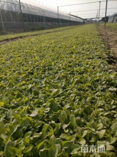 高度15厘米鼠尾草