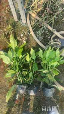 高度40厘米桃叶珊瑚小苗