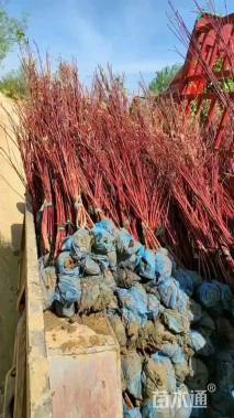 高度120厘米红瑞木