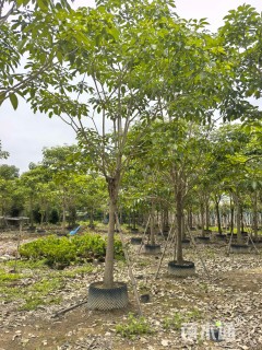 8公分红花风铃木