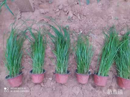 高度50厘米紫穗狼尾草