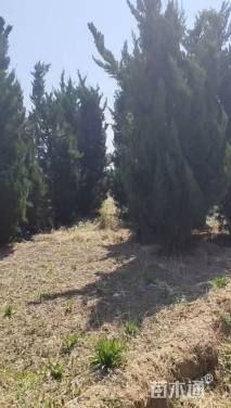 高度400厘米龙柏