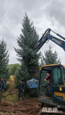 高度650厘米青海云杉