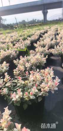 25厘米花叶络石