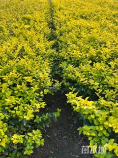 高度50厘米金叶女贞