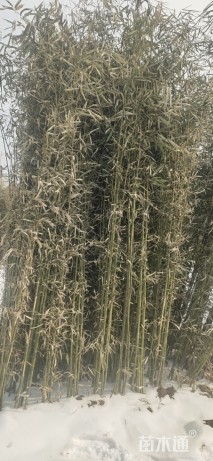 地栽苗刚竹