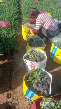 高度20厘米柳叶马鞭草