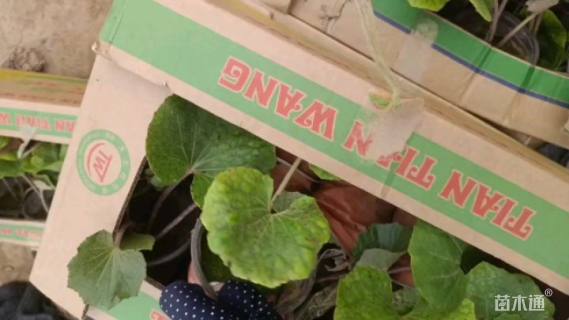 高度30厘米大吴风草