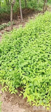 高度45厘米棣棠