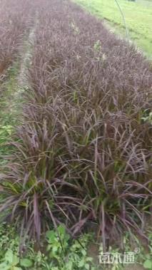 高度40厘米紫叶狼尾草