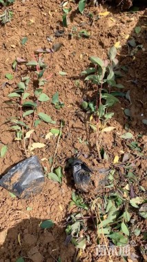 高度25厘米忍冬