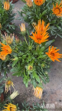 高度20厘米勋章菊