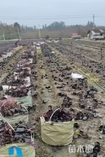 高度25厘米红花继木