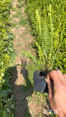 高度20厘米肾蕨