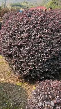 冠幅180厘米红花继木球