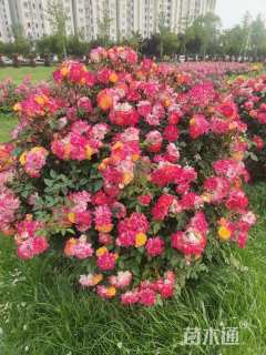 冠幅120厘米月季花球