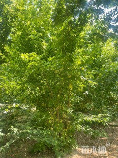 5公分金叶复叶槭