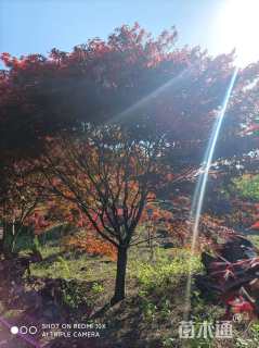 10公分中国红枫