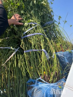 高度200厘米棣棠