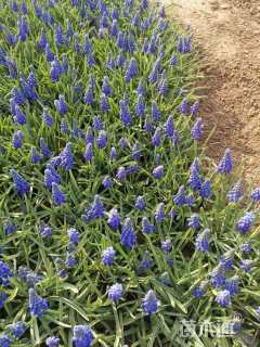 高度8厘米葡萄风信子