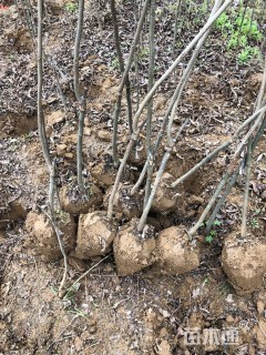 3公分薄壳山核桃