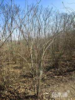 高度220厘米丛生金银木