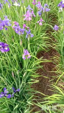 高度50厘米玉蝉花