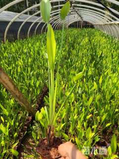 高度30厘米梭鱼草