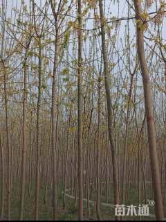 5公分金叶复叶槭