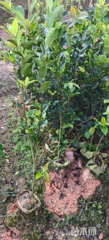 高度50厘米油茶