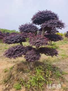 高度200厘米红花继木