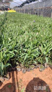 高度30厘米翠芦莉