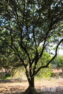 高度370厘米丛生胡柚