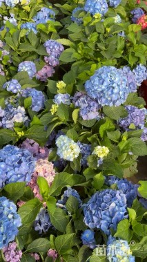 高度40厘米绣球