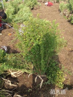 高度150厘米黄刺玫