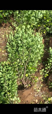 冠幅30厘米卫矛球