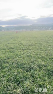 高度25厘米麦冬