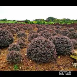 冠幅80厘米红花继木球