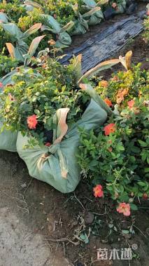 高度20厘米月季