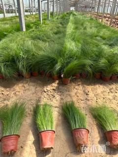高度40厘米墨西哥羽毛草